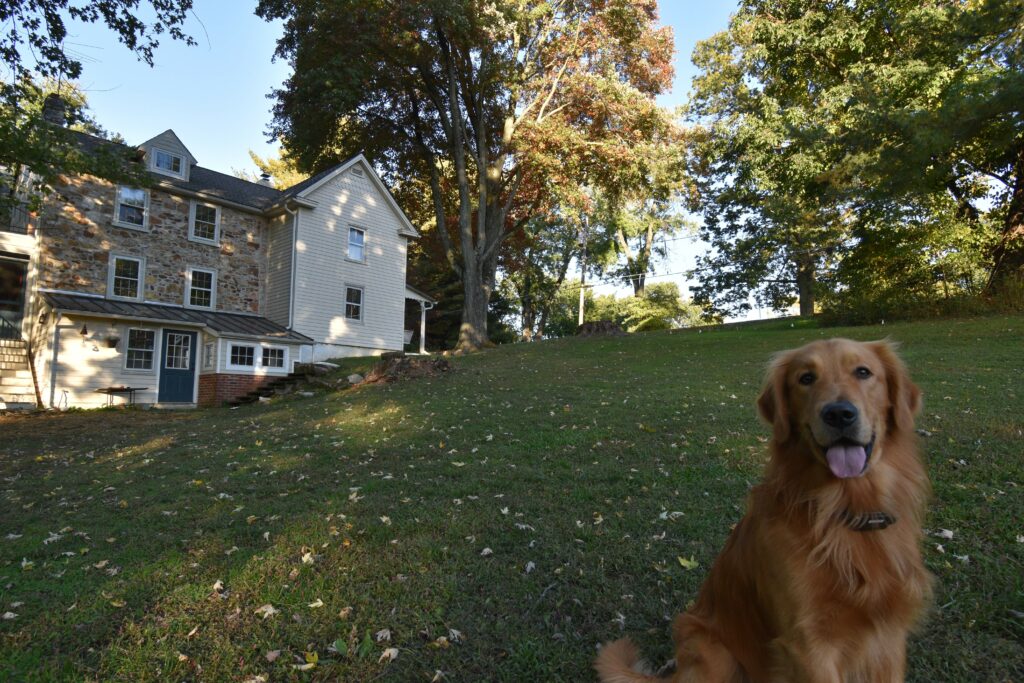 Regal Golden Retriever, Theo, sits in front of our Chesapeake Cottages Headquarters with the beautiful old Maple trees