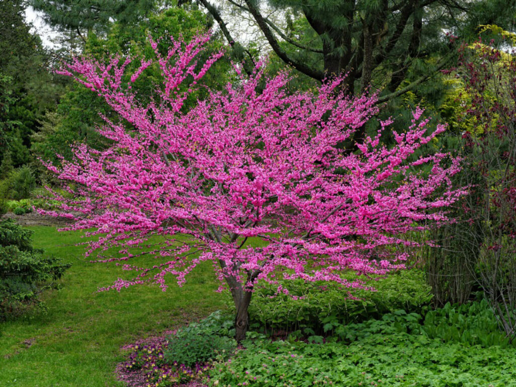 Picture of a Redbud Tree