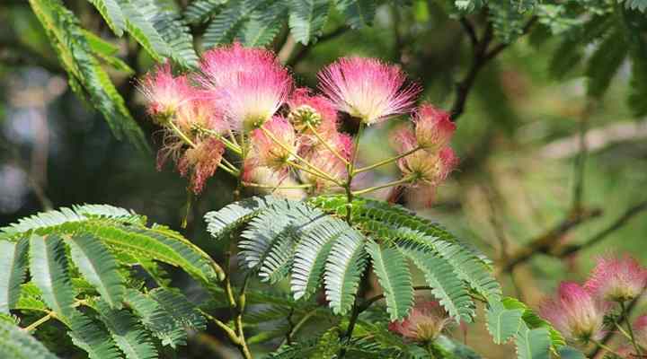 A Mimosa Tree's leaves and feathery blooms