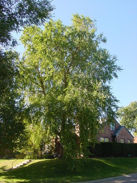 A Birch Tree