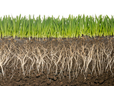 Picture of grass, roots, and soil